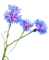 bleuets100