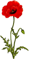 coquelicot60x120