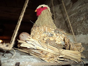 poule300-3.jpg